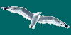 chaika-img